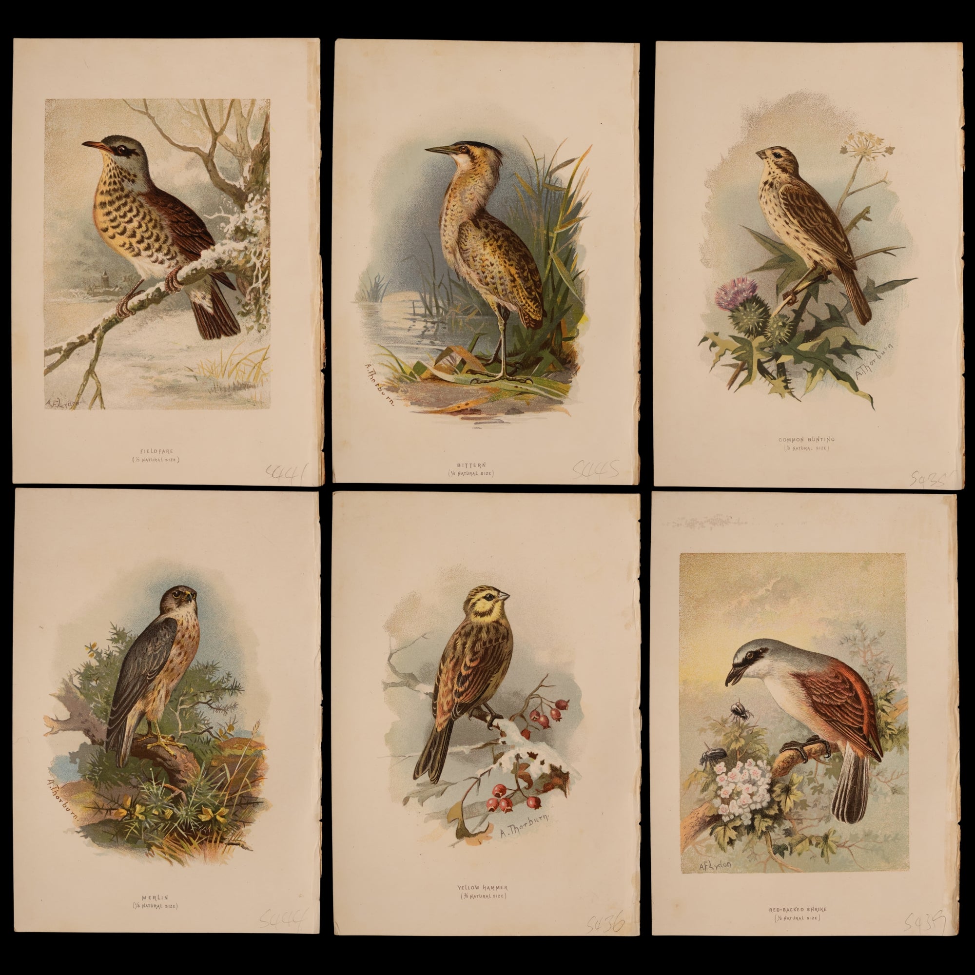 Antique Bird Print From "Familiar Wild Birds" - 1883 - London