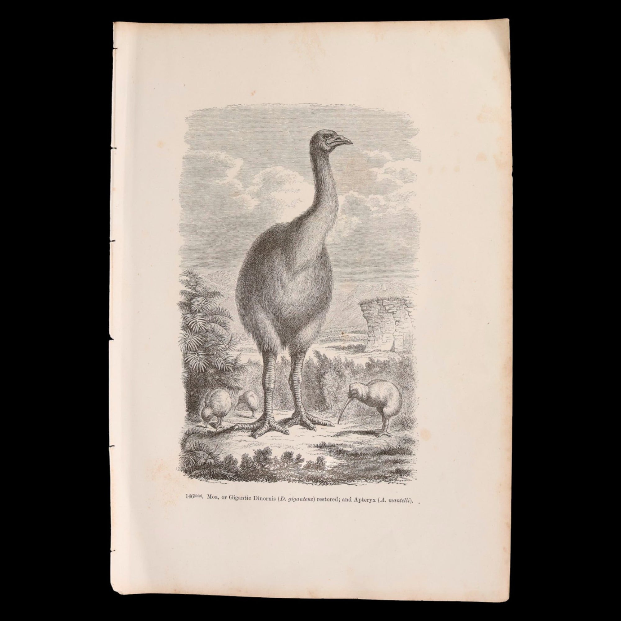 Antique Bird Print From "The Universe: Or, The Infinitely Great and The Infinitely Little" - 1870 - London