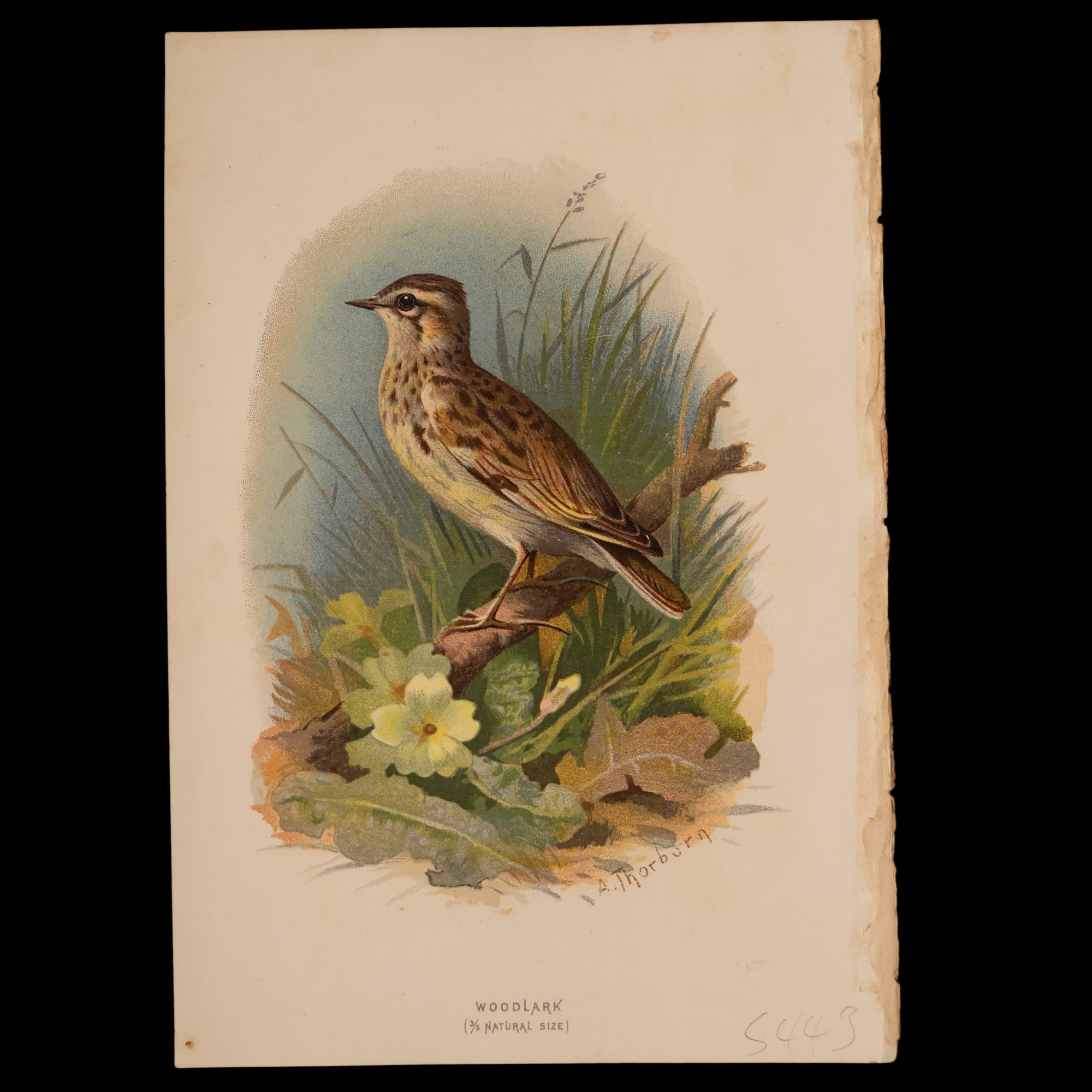 Antique Bird Print From "Familiar Wild Birds" - 1883 - London