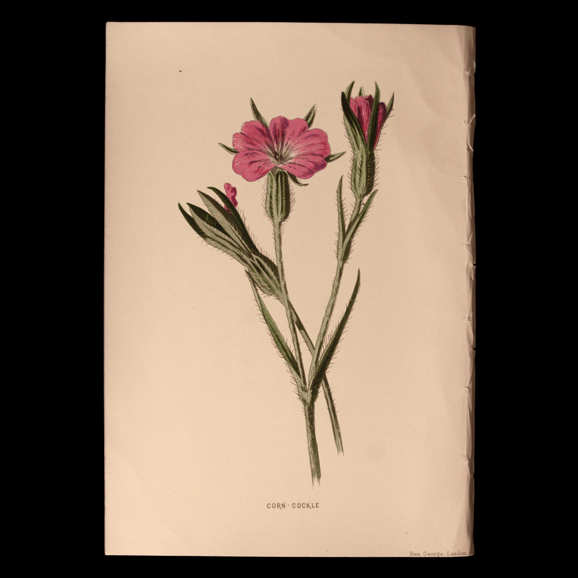 Antique Botanical Print From "Familiar Wild Flowers" - 1878 to 1884 - London