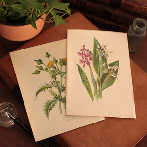 Antique Botanical Print From "Familiar Wild Flowers" - 1878 to 1884 - London