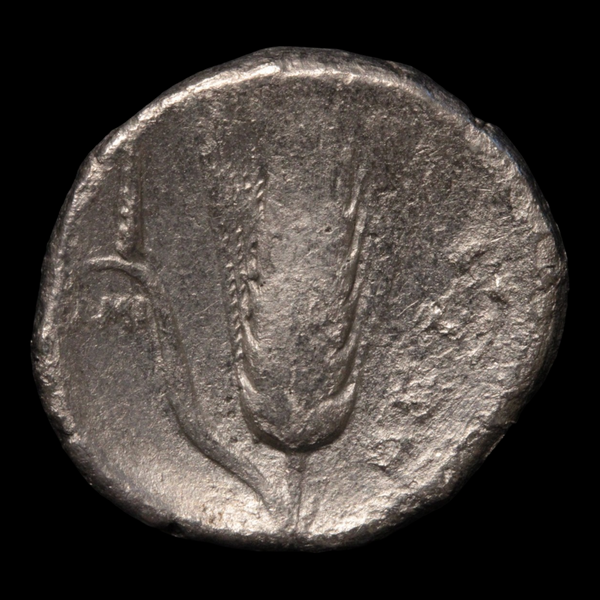 Metapontum, Greek Didrachm, Leukippos & Barley - C. 340 To 330 BCE - M ...